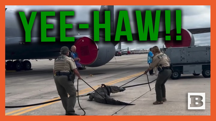 Yee-Haw Boys!! Massive Gator Wrangled on Tarmac of Air Force Base Near Tampa
