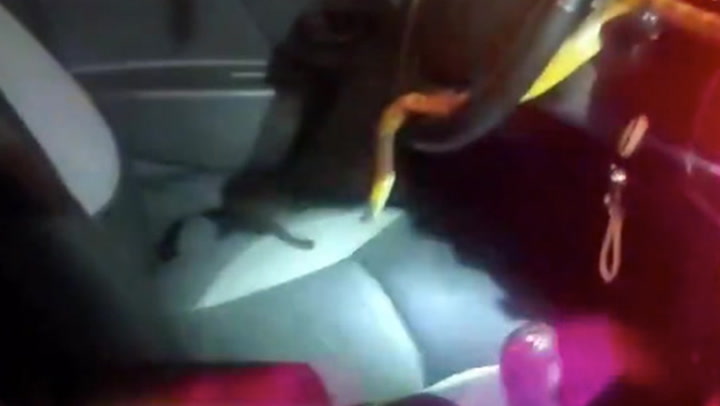 Madrid driver finds corn snake slithering inside car after pulling over on busy road