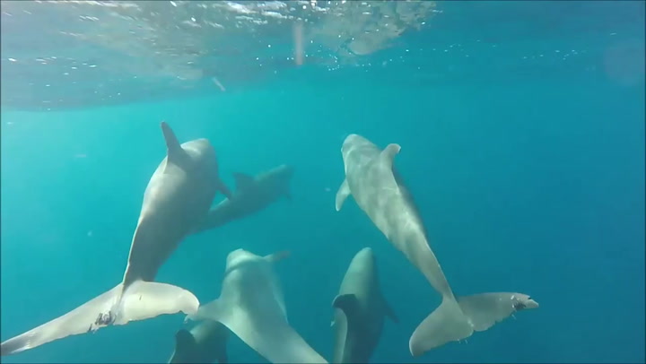 Bottlenose dolphins glide through ocean alongside ship