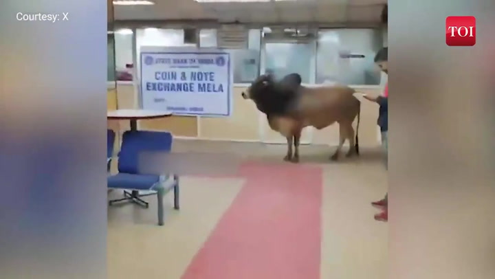 Bull enters bank in UP’s Unnao, video goes viral
