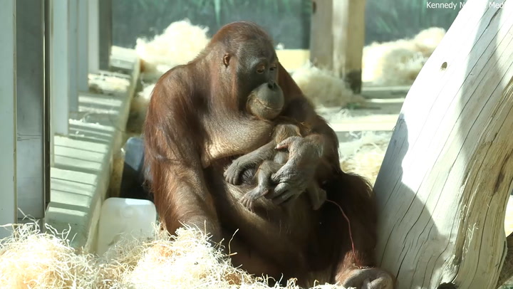 Critically endangered orangutan delivers healthy baby at zoo in Vienna