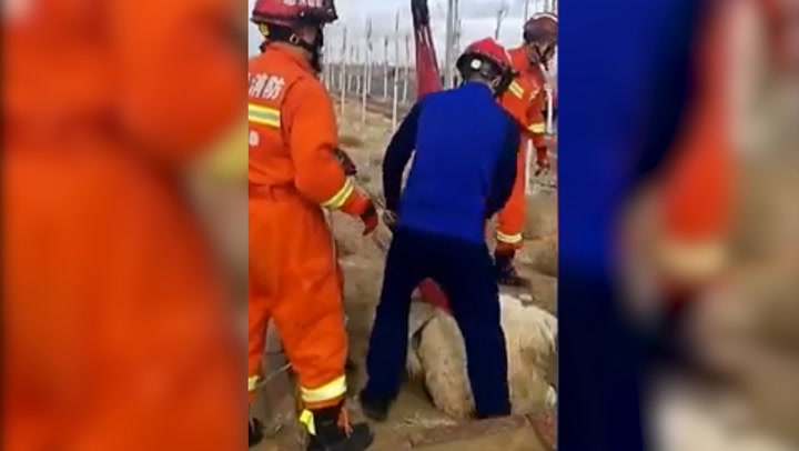 Impresionante rescate de un camello atrapado en un pozo en China