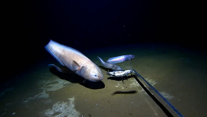 Scientists land deepest fish ever caught off Australia coast