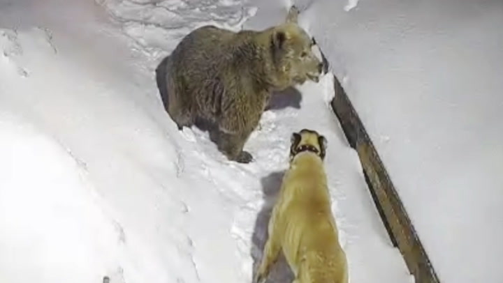 Bear fights off pair of dogs to protect her cubs
