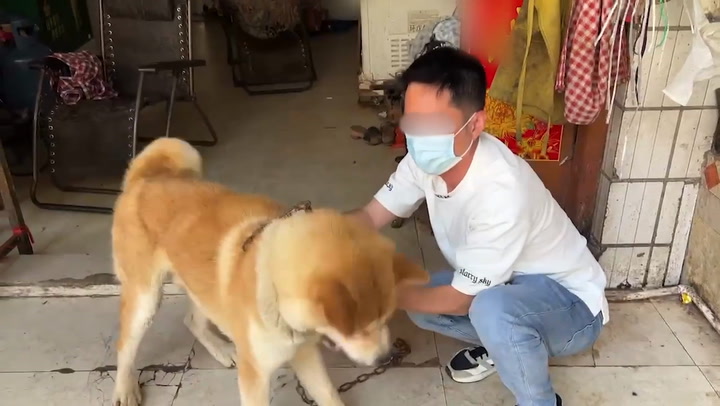 Kurtarma ekipleri et dükkanında 'kesim için planlanan' son köpeği kasaptan kurtardı - Dünya Haberleri