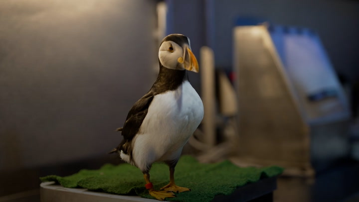 Remote Icelandic community fighting to save puffin chicks