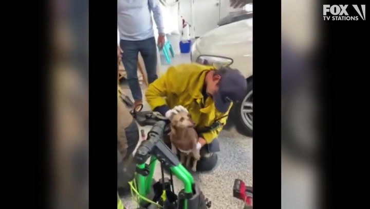 LA Co. firefighters rescue dog from golf cart