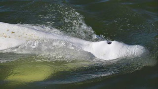Murió la ballena beluga perdida en el río Sena