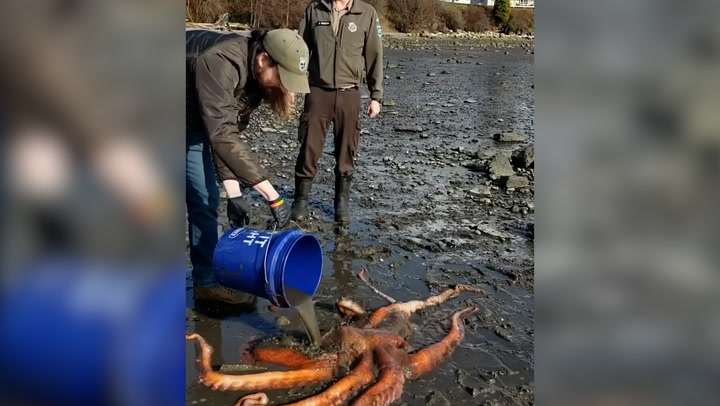 Quick-thinking volunteer saves giant octopus stranded on beach