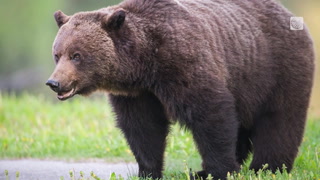 A spike in grizzly bear sightings leads to question of how to co-exist