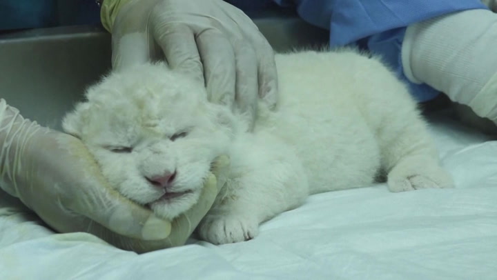 White lion cubs born in Venezuela with less than 200 left in the wild