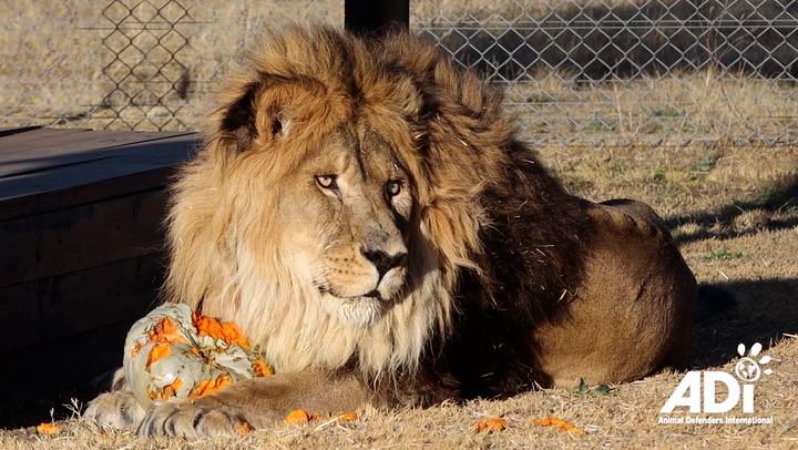'World's loneliest lion' returns to natural habitat after being abandoned in zoo for years