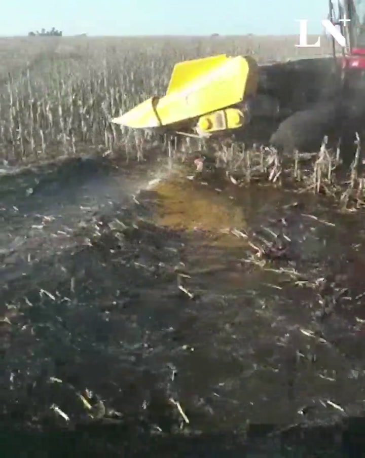 La increíble cosecha de maíz en un campo inundado en Henderson - Imágenes: Cristian Parrota