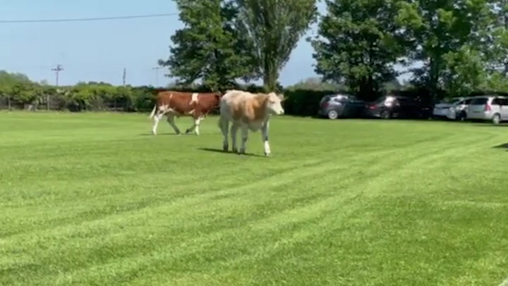 Cows invade cricket pitch and bring match to a halt