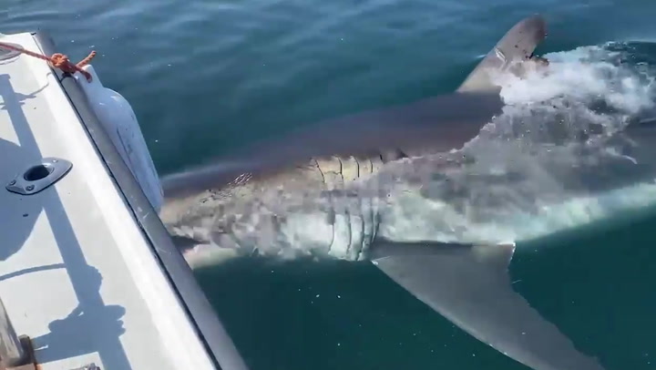 Moment great white shark swims directly under fishing boat, Lifestyle