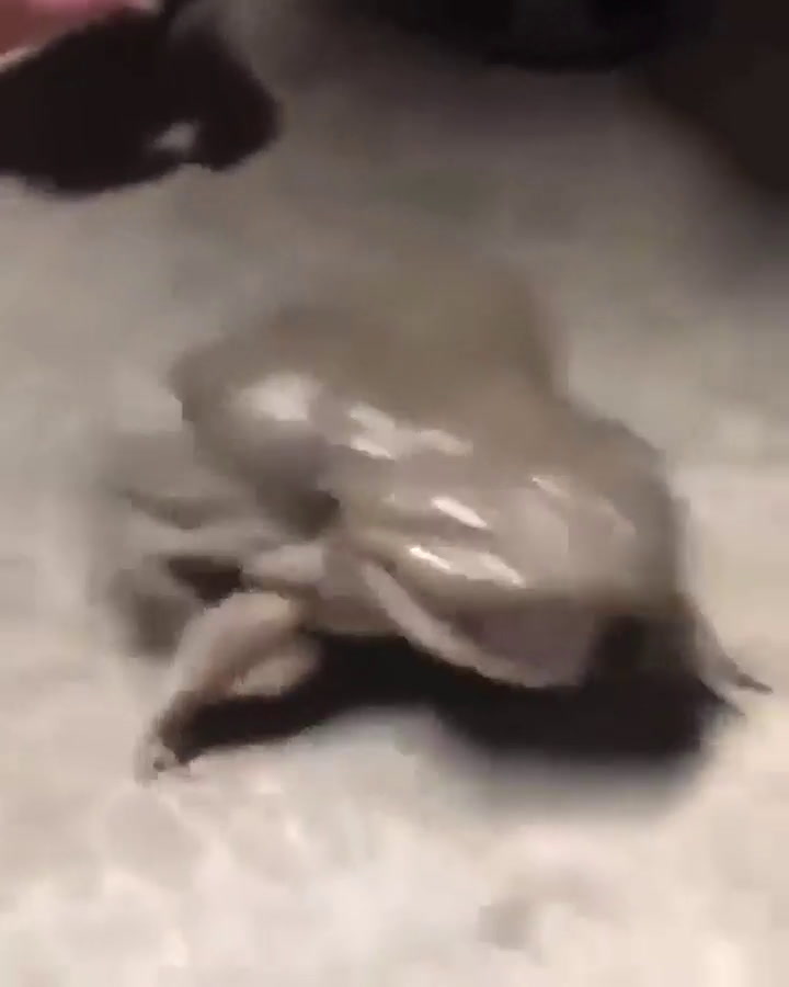 Acarició a una extraña rana y se llevó tremendo susto - Fuente: YouTube