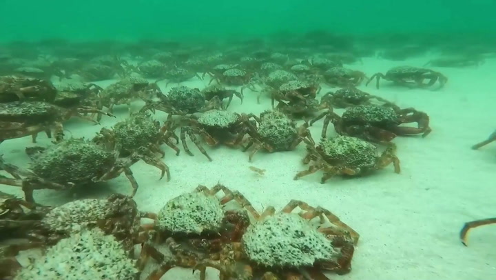 Hundreds of spider crabs swarm Cornwall beaches