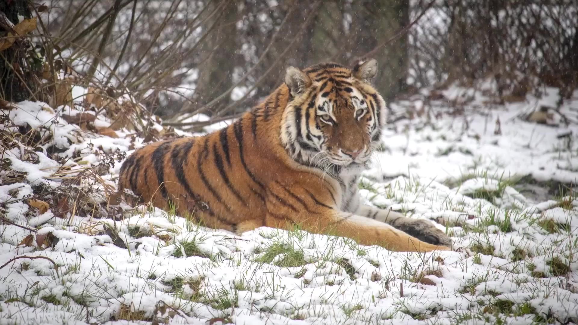 Animals at UK safari park wake up to snowy conditions | Lifestyle |  Independent TV