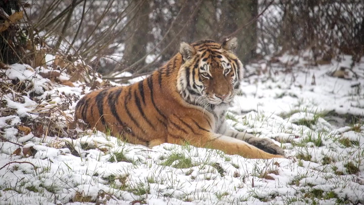 Animals at UK safari park wake up to snowy conditions as Storm Larisa hits