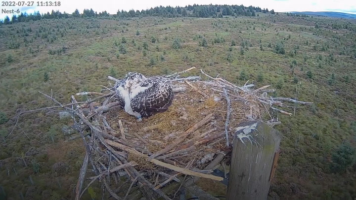 Conservationists celebrate as 100th osprey flies nest in re-introduction program