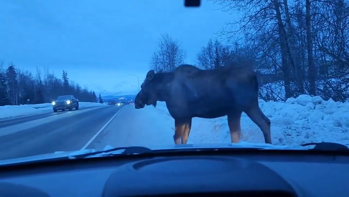 Moose stops traffic to amble across road in Alaska
