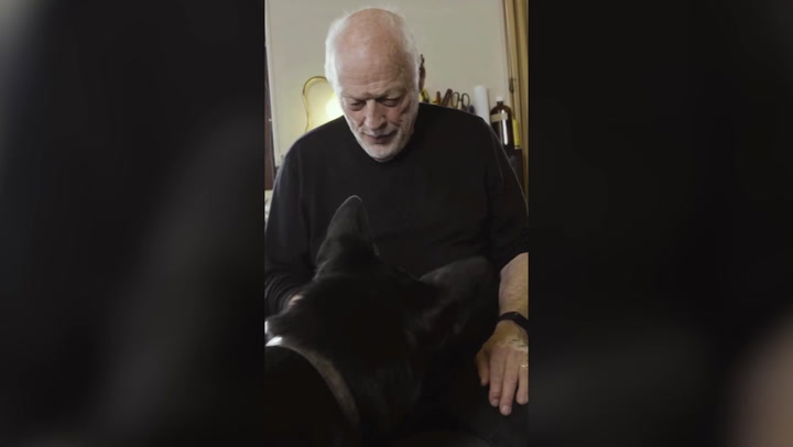 Pink Floyd: David Gilmour's dog dances in video announcing new album