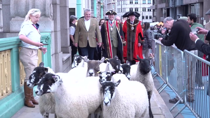 Top chef Richard Corrigan leads 10th London Sheep Drive across Southwark Bridge
