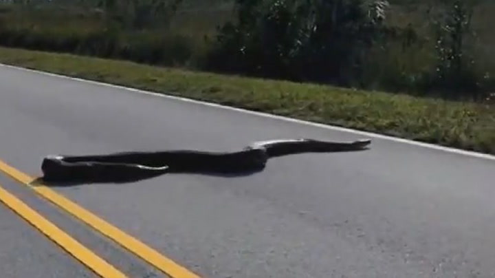 Massive python spotted crossing road in Florida's Everglades