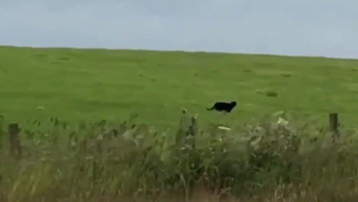 'Panther' filmed roaming field in Scotland