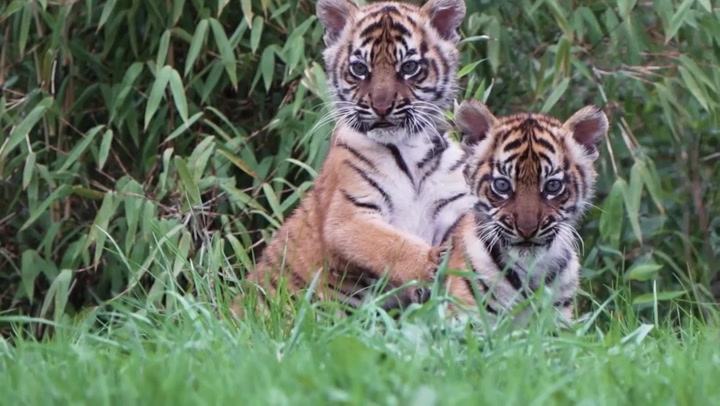 Rare twin Sumatran tiger cubs emerge from den for first time