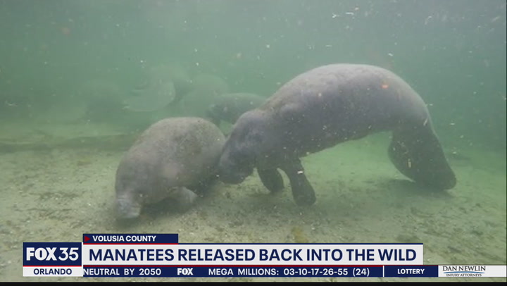 'Emaciated' manatee released back into the wild after gaining 300lbs
