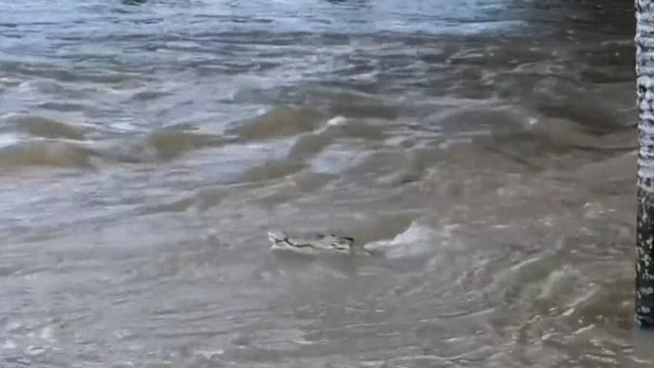 Crocodile lurks in creek as severe floods hit Australia