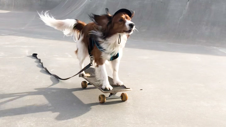 Hunden Kiiva briljerar på sin skateboard