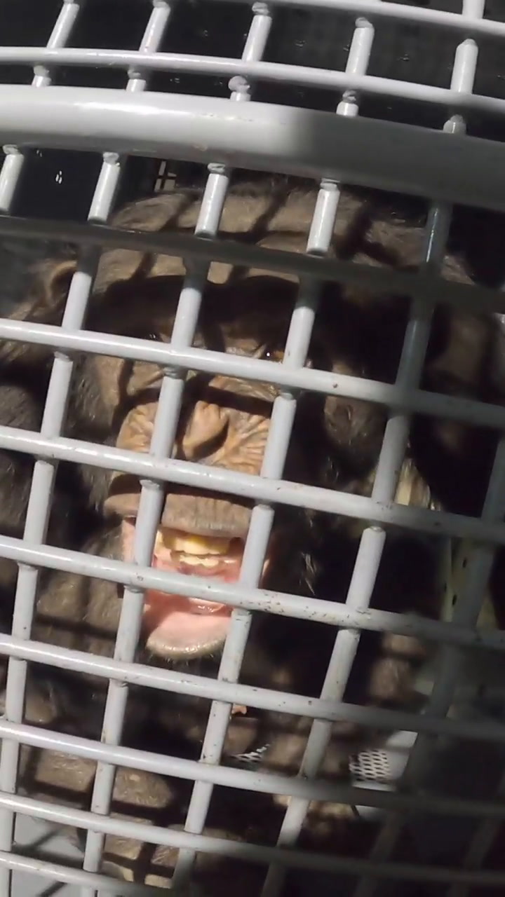 El viaje de los chimpancés Sasha y Kangoo del Ecoparque porteño al santuario Monkey World del Reino