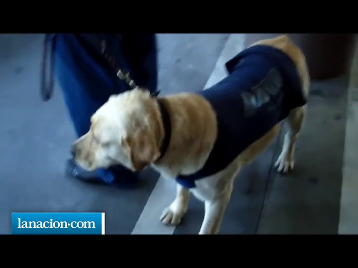 Perros 'busca dólares' en la terminal de Buquebus