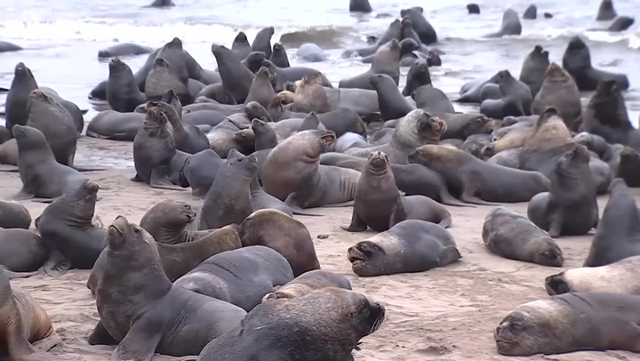 300 sea lions fill beach in escape from killer whales