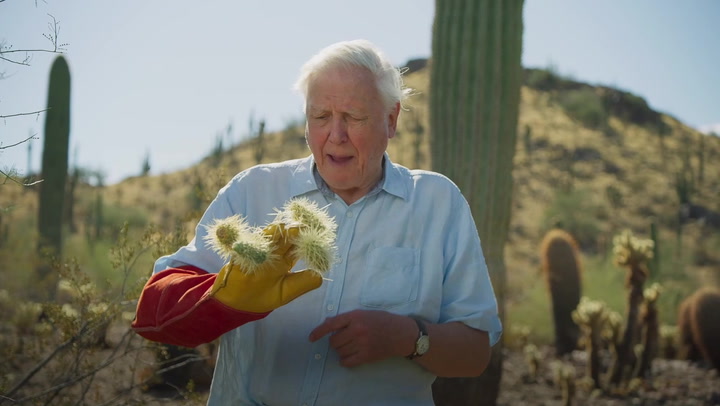 Sir David Attenborough spiked by cactus on The Green Planet