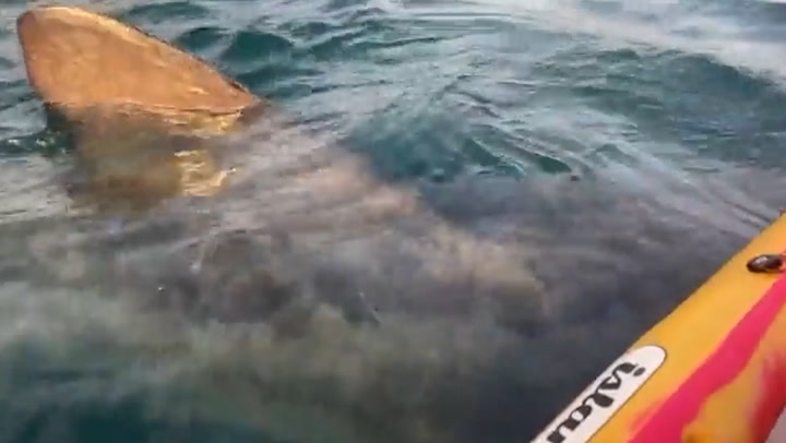 Watch moment kayaker comes face-to-face with basking shark off Ireland coast