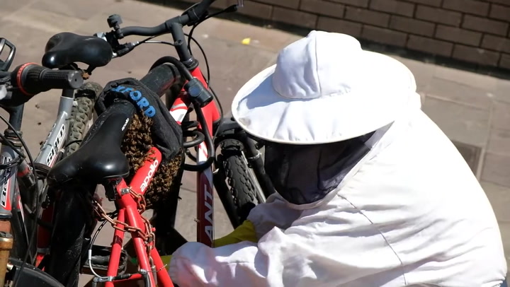 Beekeeper skillfully removes swarm of bees from bike rack