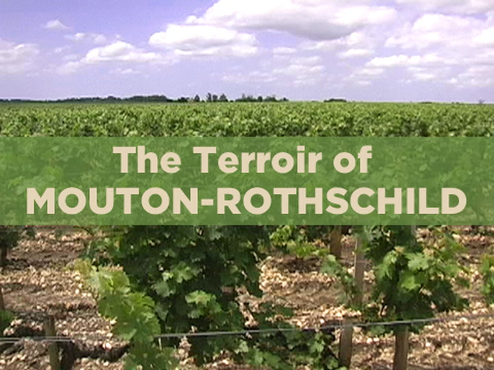 Mouton-Rothschild Tour, part 1: Defining Terroir in the Vineyard
