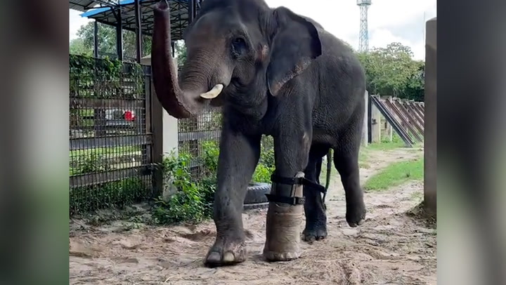 Asian elephant gets fitted with new prosthetic foot