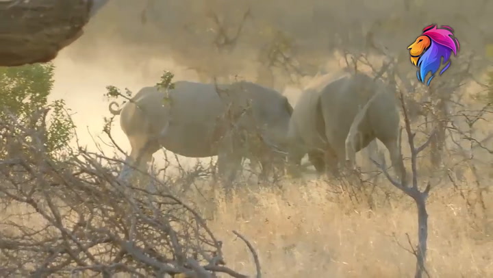 Dos rinocerontes se cornean ante la mirada de visitantes en un parque nacional
