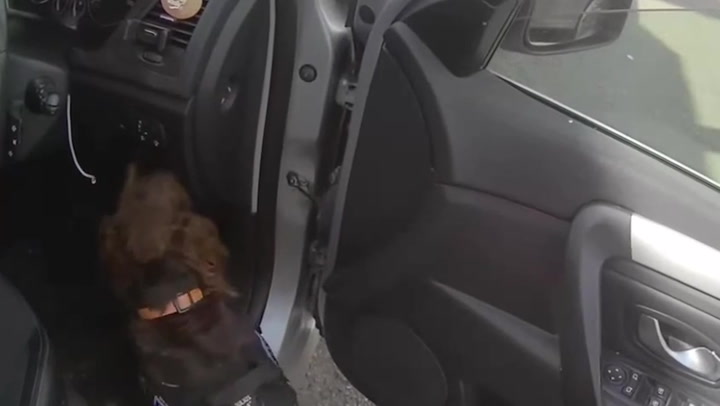 Police dog named Socks nails drug dealer by sniffing out cocaine in his namesake