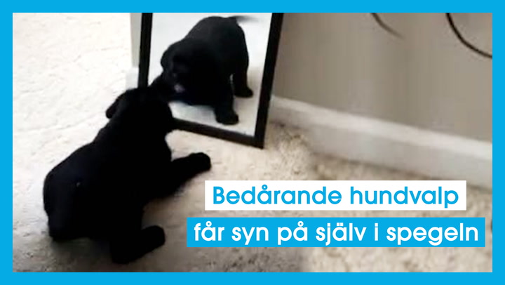 Bedårande hundvalp får syn på sig själv i spegeln