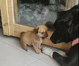 Cachorro conoce a su nuevo y hostil compañero canino