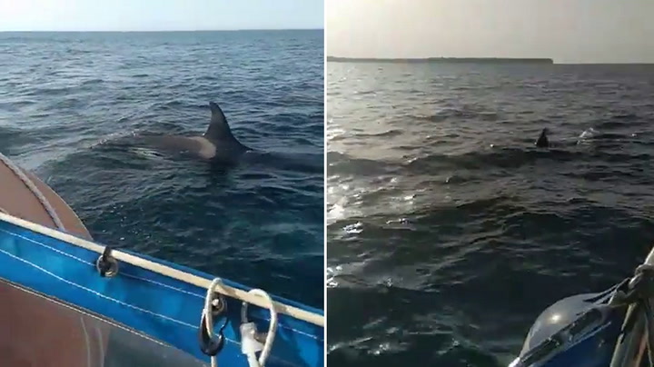 Orca tears rudder off boat as terrified sailor films fresh attack