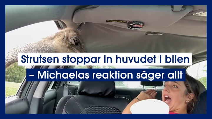 Strutsen stoppar in huvudet i bilen – Michaelas reaktion säger allt