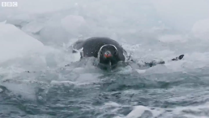 La foca leopardo vs el pingüino