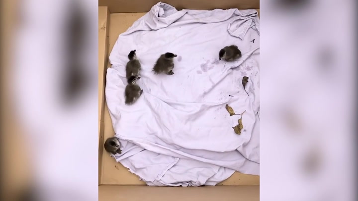 Ducklings reunited with parents after firemen rescue them from drain