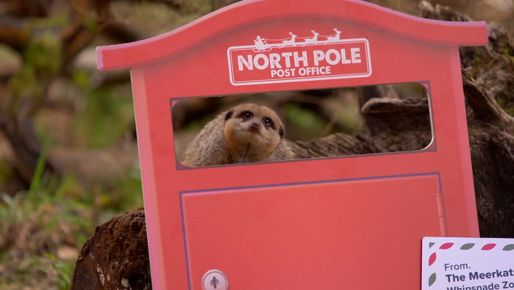 Whipsnade Zoo meerkats post Christmas wish list to Santa